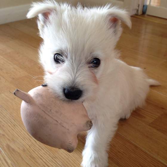 10 week best sale old westie puppy